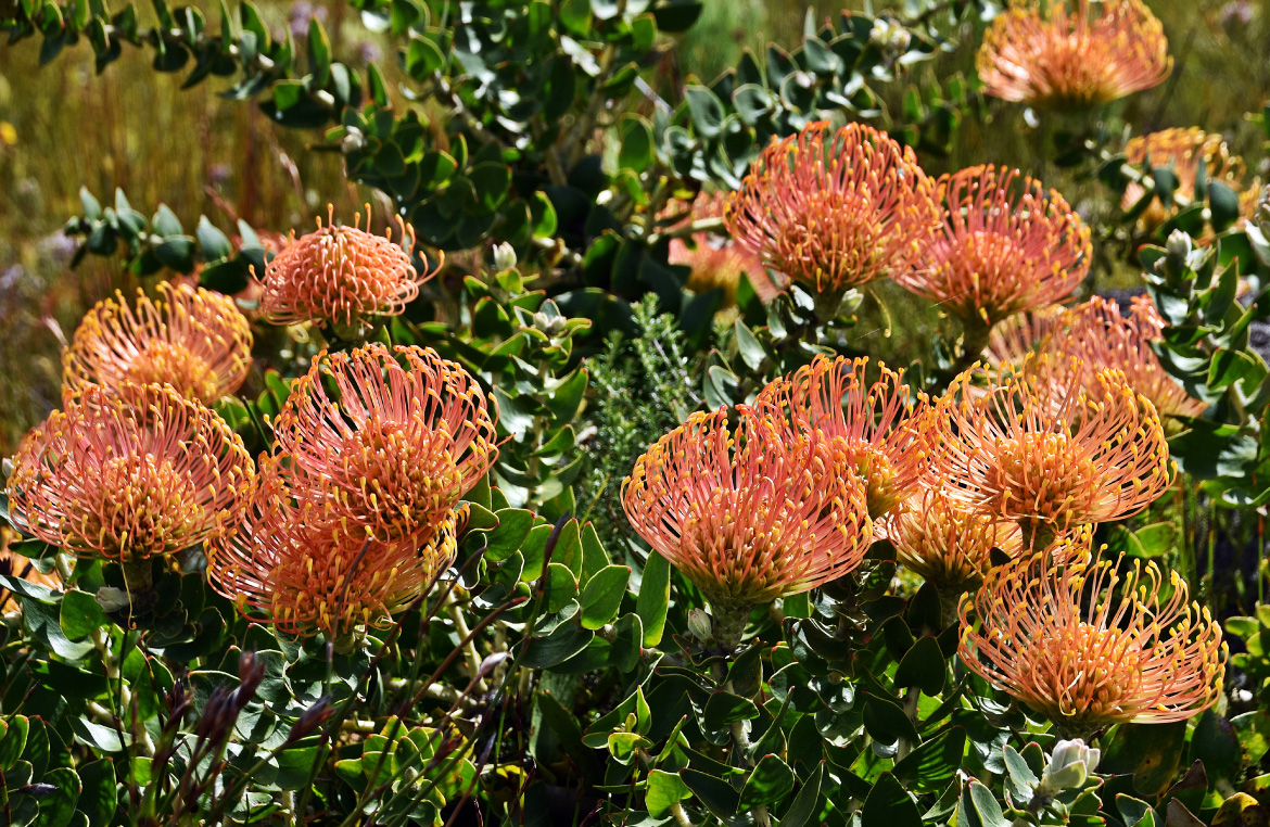 Fynbos